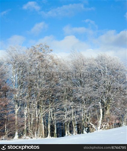 October mountain beech forest edge and first winter snow. Two shots stitch image.