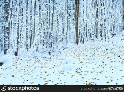 October mountain beech forest with first winter snow and last autumn leafs over