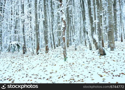 October mountain beech forest with first winter snow and last autumn leafs over