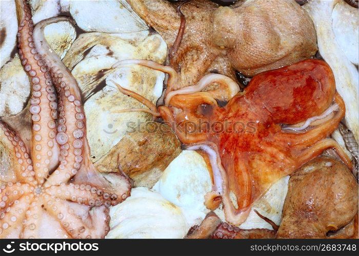 octopus cephalopods texture macro closeup pattern background