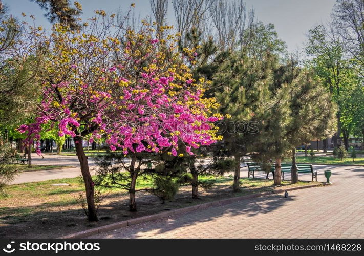 Odessa, Ukraine 28.04.2020. Spring flowering trees in the city garden of Odessa, Ukraine, on a sunny April morning. City garden in Odessa, Ukraine