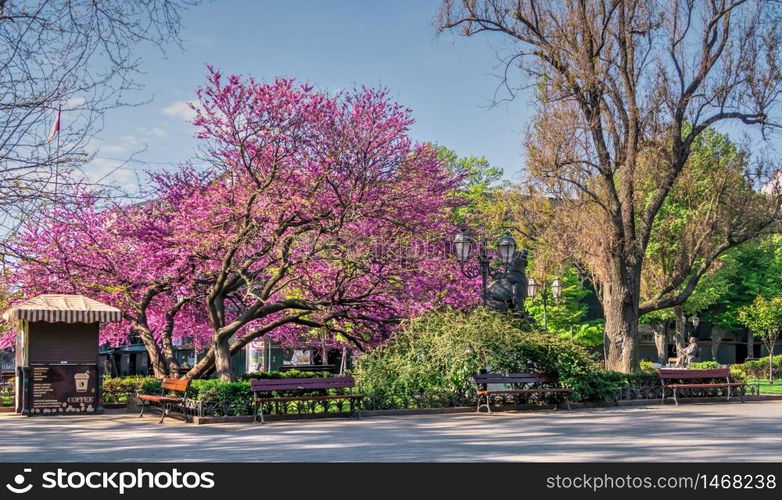 Odessa, Ukraine 28.04.2020. Spring flowering trees in the city garden of Odessa, Ukraine, on a sunny April morning. City garden in Odessa, Ukraine