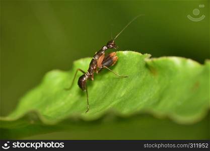 Odontomantis planiceps, Asian ant mantis species of praying mantis, Hyderabad, Telangana, India.. Odontomantis planiceps, Asian ant mantis species of praying mantis, Hyderabad, Telangana, India