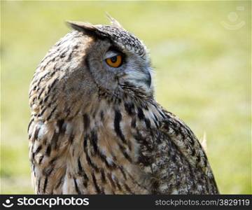 oeho owl on bird show