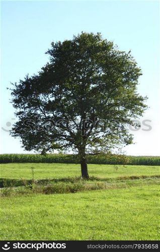 of single tree, with blue sky background