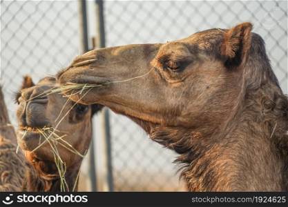 Of the Arabian desert camel (United Arab Emirates). Shooting Location: Dubai