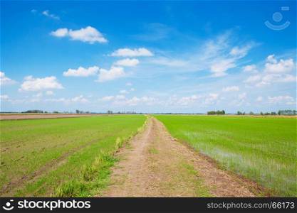 Off-road track on green field with blue sky