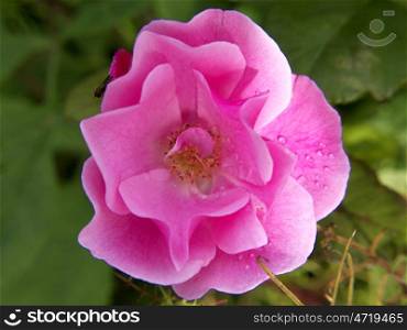 offene_Rosenbluete_rosa. Pink flower of a rose