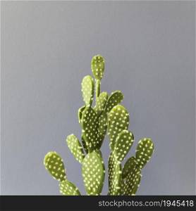 office cactus. High resolution photo. office cactus. High quality photo