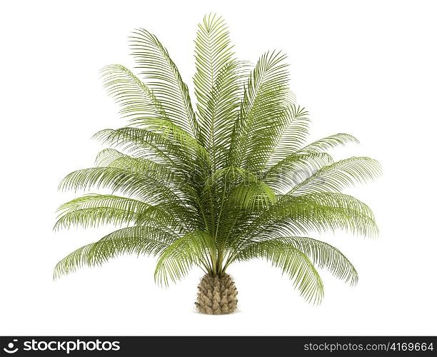 oil palm tree isolated on white background