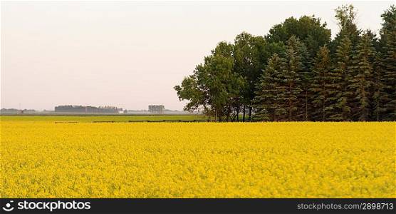 Oilseed rape (Brassica napus) crop in a field, Manitoba, Canada