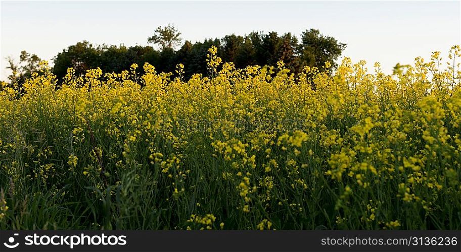 Oilseed rape (Brassica napus) field, Manitoba, Canada