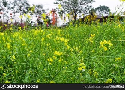 Oilseed rape field in Moc Chau County