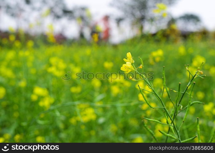 Oilseed rape field in Moc Chau County