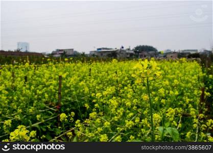Oilseed rape field in Moc Chau County