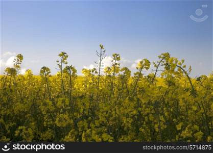 Oilseed Rape, Gloucestershire, England.