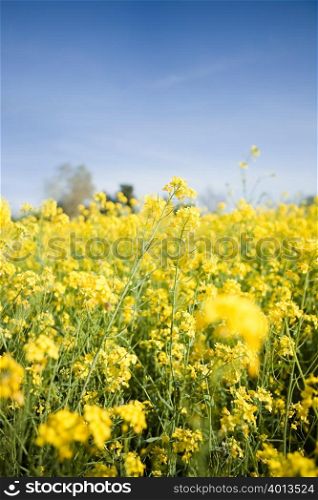 Oilseed rape plants in a field