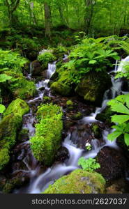 Oirase mountain stream