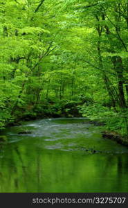 Oirase mountain stream