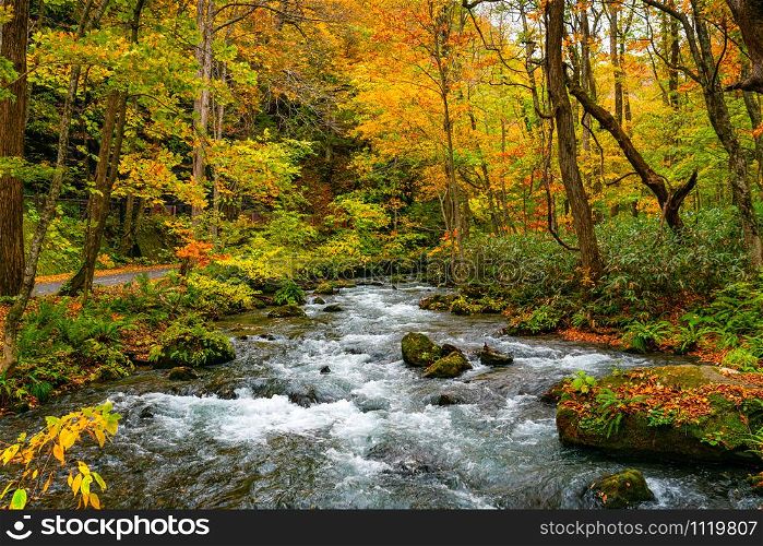 Oirase Mountain Stream flow along the Oirase Stream Walking Trail in the colorful foliage of autumn forest at Oirase Gorge in Towada Hachimantai National Park, Aomori Prefecture, Japan.