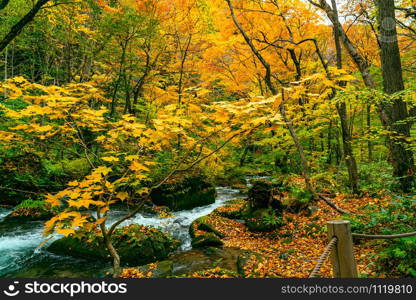 Oirase Mountain Stream flow at the Oirase Stream Walking Trail in colorful foliage of autumn season forest at Oirase Gorge in Towada Hachimantai National Park, Aomori Prefecture, Japan.