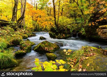 Oirase Mountain Stream flow over the rocks covered with green moss and falling leaves in the colorful forest of autumn season at Oirase Gorge in Towada Hachimantai National Park, Japan.
