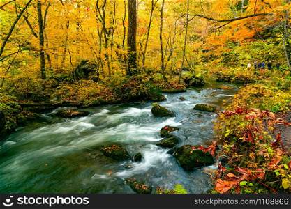 Oirase Mountain Stream flow rapidly passing green mossy rocks covered with falling leaves in the colorful foliage of autumn season forest at Oirase Gorge in Towada Hachimantai National Park, Aomori Prefecture, Japan.
