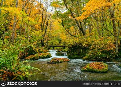 Oirase River flow in the colorful foliage forest of autumn season passing the green mossy rocks covered with falling leaves and a small wooden bridge at Oirase Valley in Towada Hachimantai National Park, Aomori Prefecture, Japan.