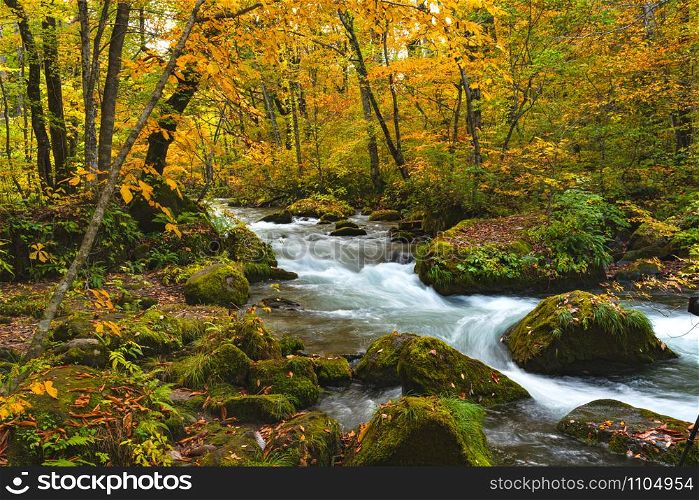 Oirase River flow passing rocks covered with green moss and colorful falling leaves in the beautiful foliage of autumn forest at Oirase Valley in Towada Hachimantai National Park, Aomori Prefecture, Japan.