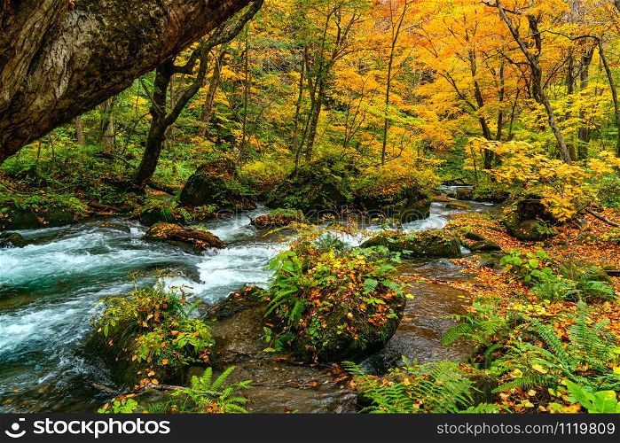 Oirase River flow through the colorful foliage of autumn season forest passing green mossy rocks covered with falling leaves at Oirase Valley in Towada Hachimantai National Park, Aomori Prefecture, Japan.