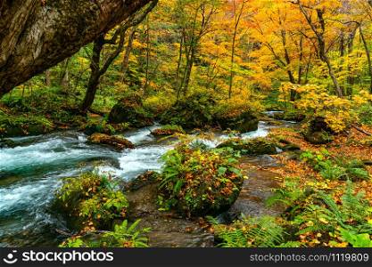 Oirase River flow through the colorful foliage of autumn season forest passing green mossy rocks covered with falling leaves at Oirase Valley in Towada Hachimantai National Park, Aomori Prefecture, Japan.