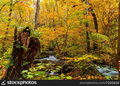 Oirase River flow through the forest of beautiful autumn foliage with plenty of fallimg leaves on the ground at Oirase Gorge in Towada Hachimantai National Park, Aomori Prefecture, Japan.