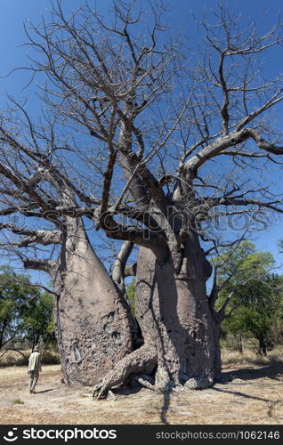 Okavango Delta. Botswana. 06.05.09. Tourist near a Baobab tree (Adansonia digitata) in the Okavango Delta in Botswana, Africa.