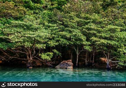 Okinawa - JAPAN : Beautiful Scenery of Urauchi river lush tropical mangrove forest in - Iriomote island