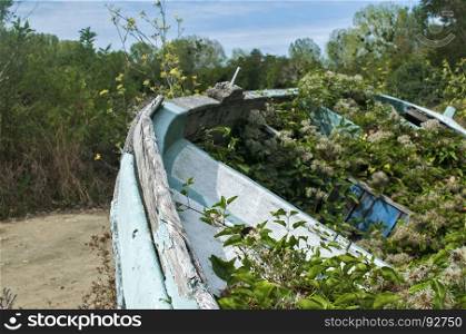 Old abandoned weathered grunge wooden fishing boat closeup overgrown with vegetation
