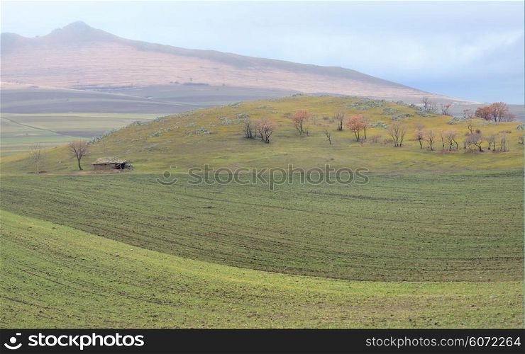 Old abandonned house and spring field