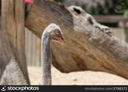 old African ostrich