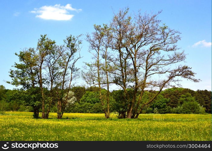 Old alder trees in the springtime in Hertenkamp, Wassenaar, The Netherlands.