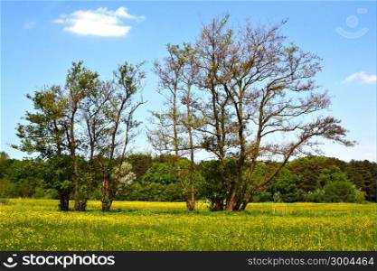 Old alder trees in the springtime in Hertenkamp, Wassenaar, The Netherlands.