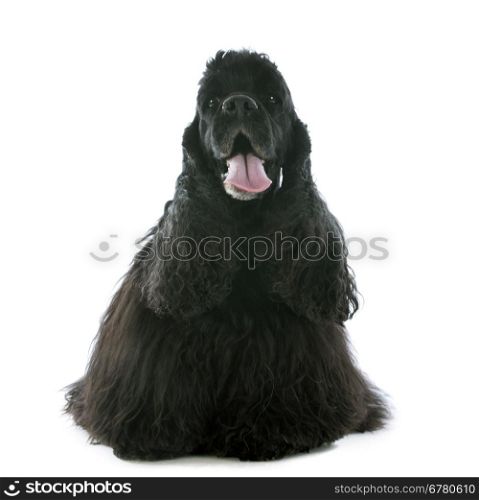 old american cocker spaniel in front of white background