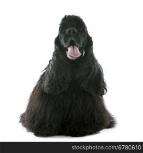 old american cocker spaniel in front of white background