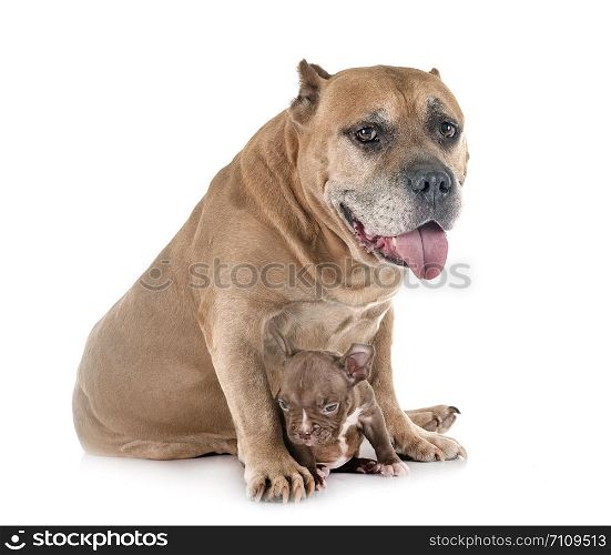 old american staffordshire terrier and puppy in front of white background