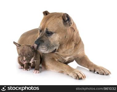 old american staffordshire terrier and puppy in front of white background