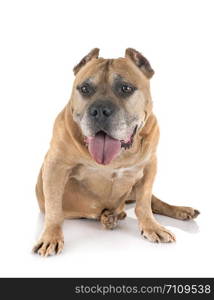 old american staffordshire terrier in front of white background