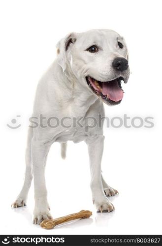 old american staffordshire terrier in front of white background