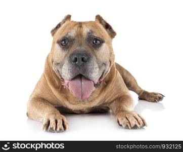 old american staffordshire terrier in front of white background