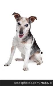 old and blind jack russel terrier. old and blind jack russel terrier in front of a white background