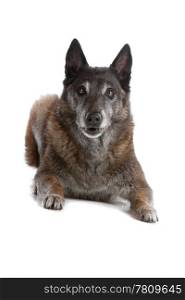 old and grey Belgian Shepherd isolated on a white background