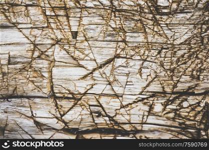 Old and grunge wooden texture