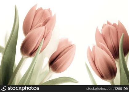 Old and vintage image of Tulips over white background, retro pink flowers, with leaves.. retro tulips